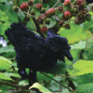 Raven