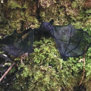 Bat