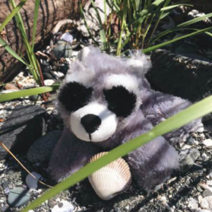 Raccoon
