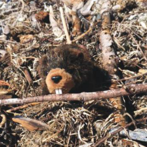 Beaver