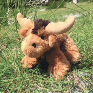 Moose