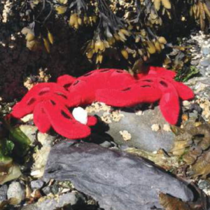 Crab